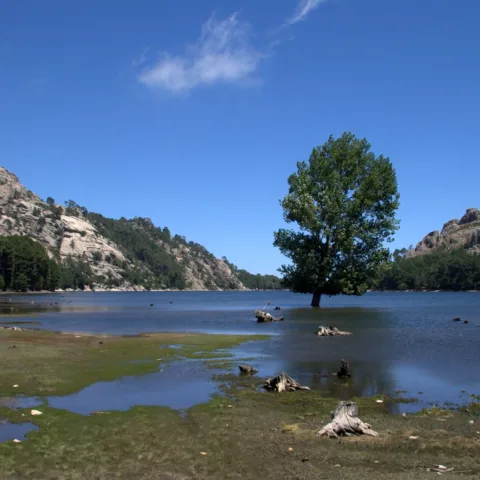 Un arbre isolé les pieds dans l'eau du lac de l'Ospedale, rives de granit et pins autour (juillet 2012).