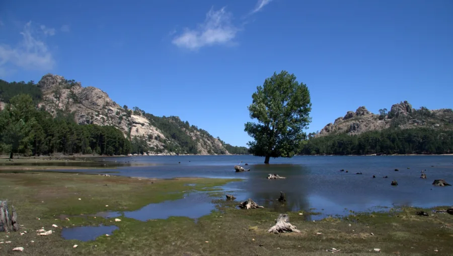 Un arbre isolé les pieds dans l'eau du lac de l'Ospedale, rives de granit et pins autour (juillet 2012).